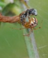 /album/theridiidae/theridion-impressum2-jpg/